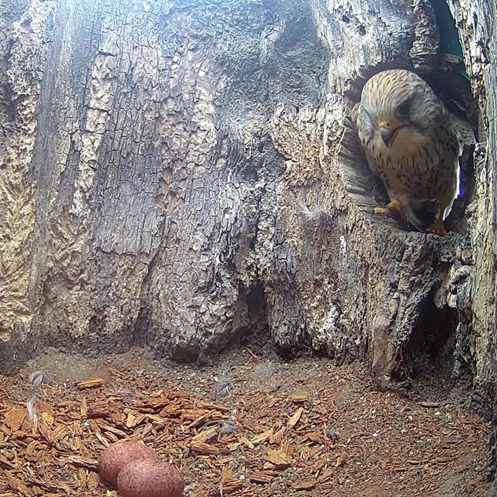 Kestrel Athena has two eggs🥚🥚👏👏
I'm expecting a third on Wednesday, April 17 - see if you can spot it's arrival on my live cams 
📺👇👇robertefuller.com/live-cameras-a…