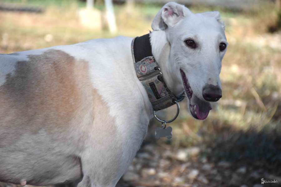 #k9hour Candela DoB 1.3.18 she is a Galgo and believed to be deaf, needs a rural home where she can go for quiet walks in low dog area's as she struggles with the outside world and meeting dogs, she can live happily with cats, more info/adopt her from @LurcherSOS UK
