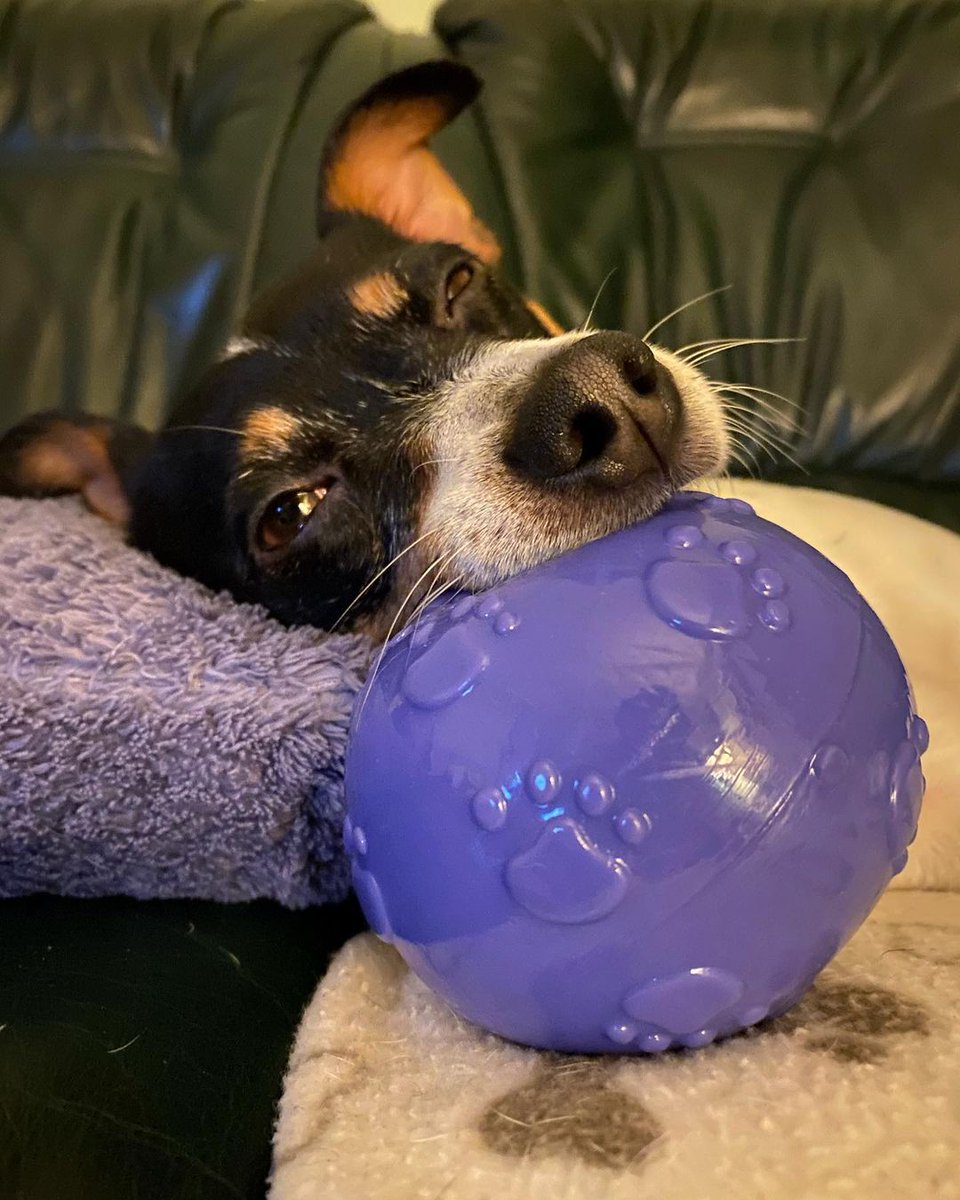 Don't mind me... just having a snooze with my favourite Webbox ball 💤 📷@puppy_freckle