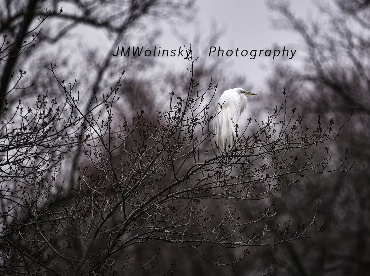 !A photograph of an #egret sitting in a tree at a local lake, Brinton Lake, Delaware County, Pennsylvania.#fineart,#fineartphotography,#explorepage,#naturephotography,#interiordesigns,#interiordesigners,#birdloversdaily,#birdlovers,#birdlovers_daily,#homedecor,#decor⁠ ⁠ ⁠