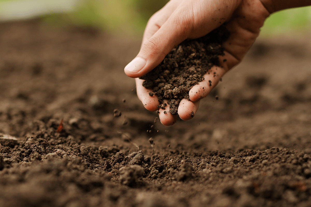Ensuring soil health is crucial for a good environment! Here's how:

Swap crops for soil goodness.
Add natural compost for nutrients.
Grow cover crops to stop erosion.
Minimize digging up soil.

TAKE ACTION TODAY! 🌱 #RoburnaForest #SoilProtection #PreserveOurEarth