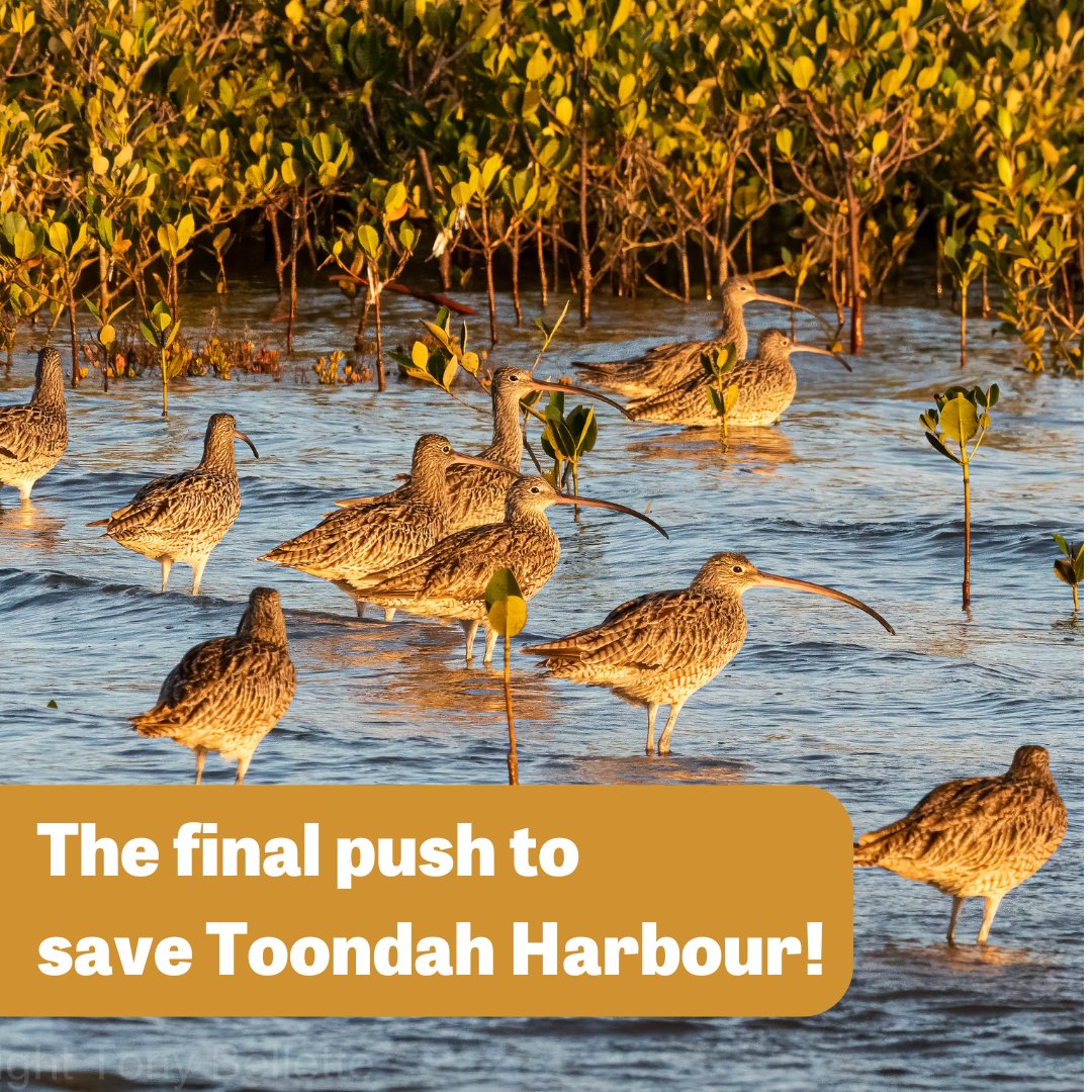 Help us in the final push to save Toondah Harbour! Last week, the Minister proposed rejecting Toondah Harbour and has given us 10 days to have our say on that decision. Tag @tanya_plibersek and encourage her to hold firm✊ Read more: birdlife.org.au/news/final-pus… 📸Tony Bellette