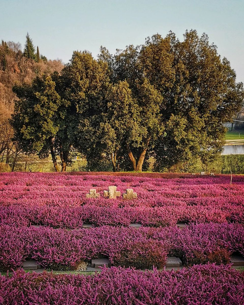 TurismoVeneto's tweet photo. 🌺 Questo mare porpora ondeggia tra le colline del #LagodiGarda, nel Cimitero militare tedesco di #Costermano, luogo suggestivo ed evocativo in cui riposano le spoglie di 22.000 soldati caduti durante la Seconda Guerra Mondiale

🪖 https://t.co/fZbYQ6X7D8

#Verona #VisitVeneto https://t.co/4tHM88194h