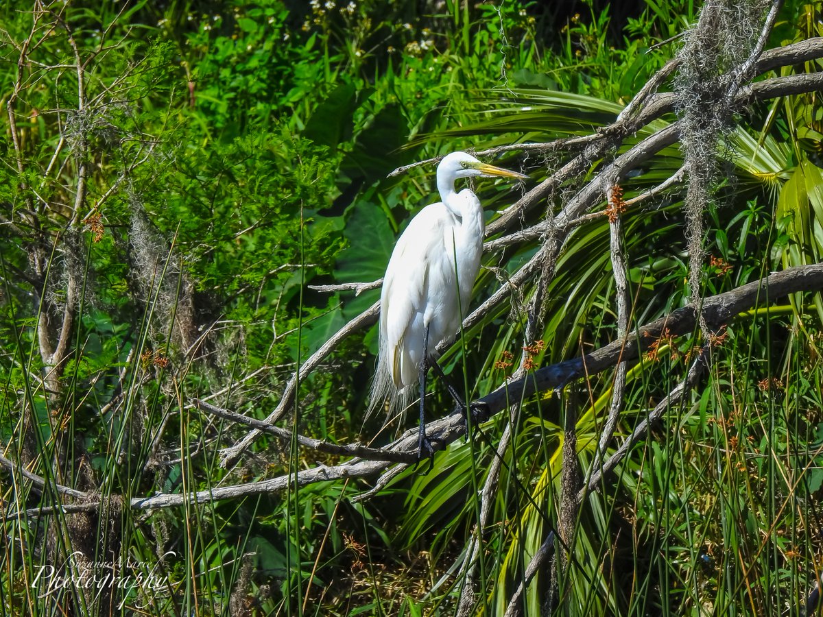 White Egret

#wildlife #birdphotography #wildlifephotography #photography #naturelovers #photooftheday #photographer #florida #plantcity #tampa #wildlifephotographer #naturephotography #animalphotography #wildlifephoto #wildlifeplanet #circlebbarreserve #whiteegret