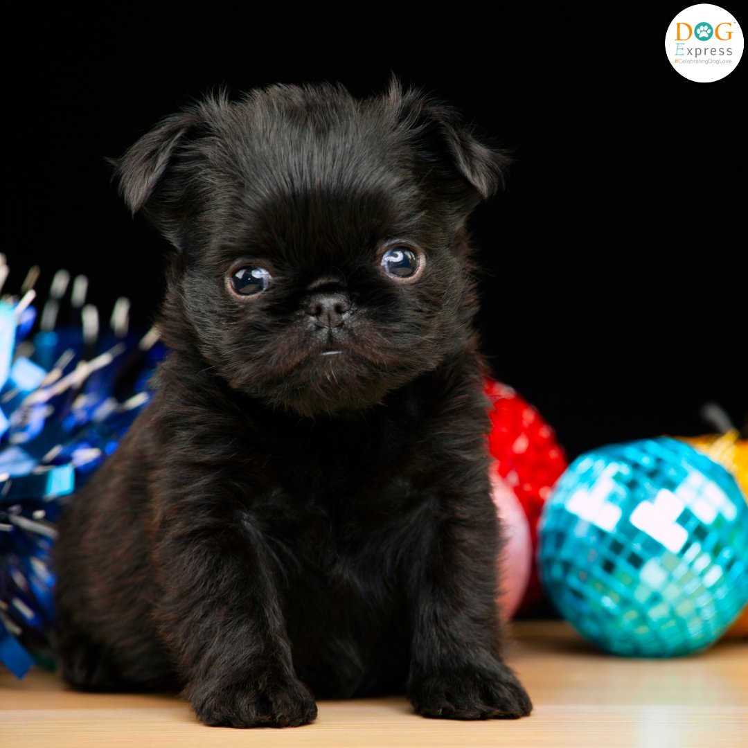 Check out this little jellybean. 😍🐾 #Dogexpress #Celebratingdoglove #Doglovers #Dogowners #lovemydog #doglove #doglife🐾 #cutepic #cutepuppy #jellybeans #pawpaw #trendigpic😘 #petstagram #dogstagram #dogsofinstagram