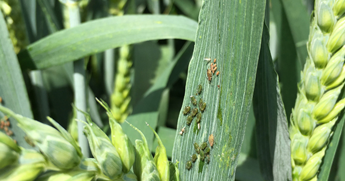 📈 With early & high aphid predictions, there’s a risk that #barley plants could become infected with the BYDV virus almost as soon as they emerge from the seedbed. Our technical specialist @BillLankfordDG shares advice for early season spray programmes hubs.la/Q02snbPS0