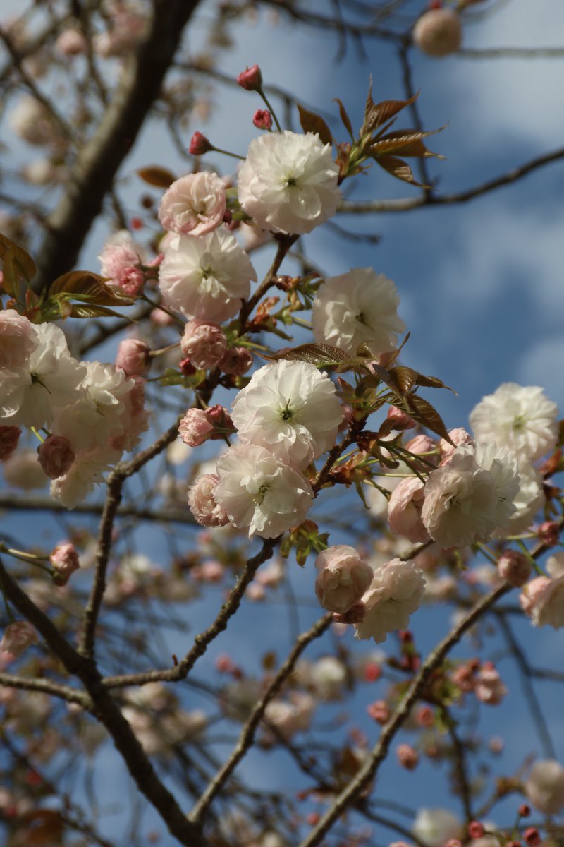 Double cherry blossoms 😙 #Photography #Flowers