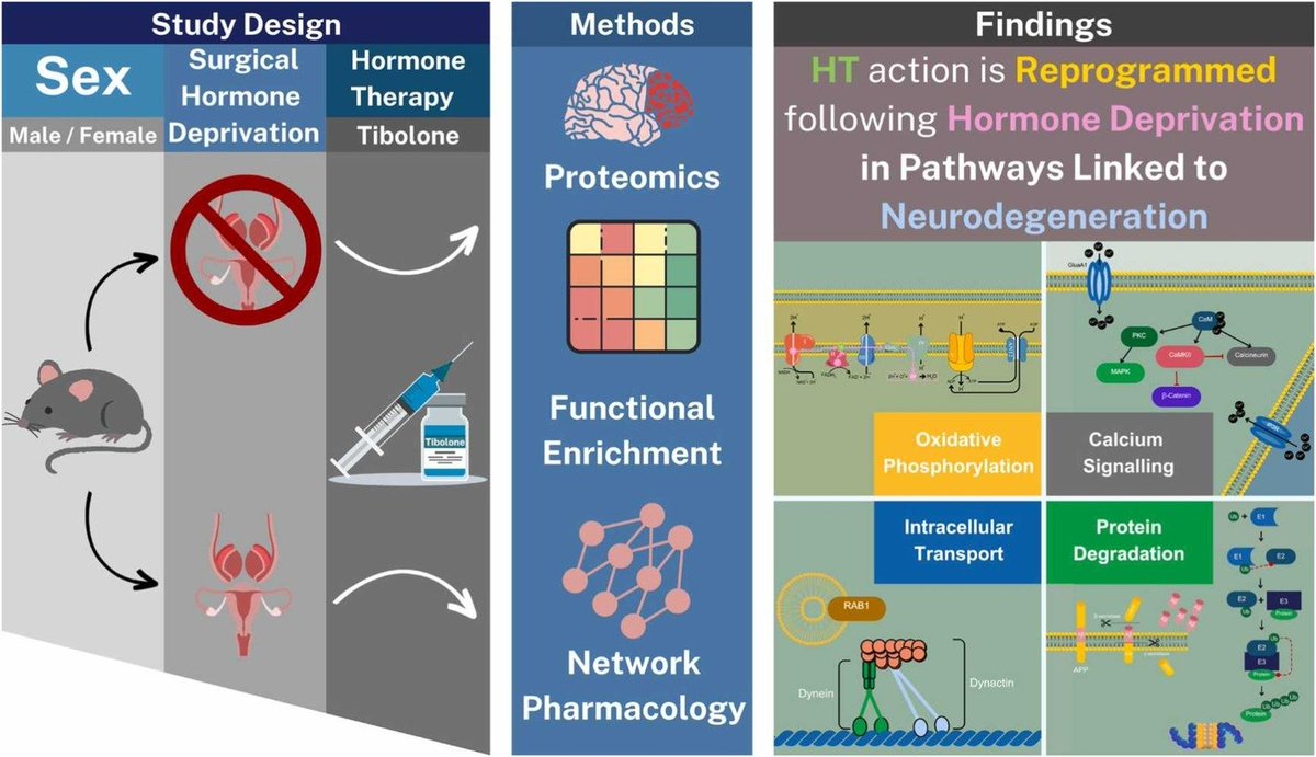 Delighted to share the second main paper of the PhD: 
Gonadal hormone deprivation regulates response to tibolone in neurodegenerative pathways

sciencedirect.com/science/articl…