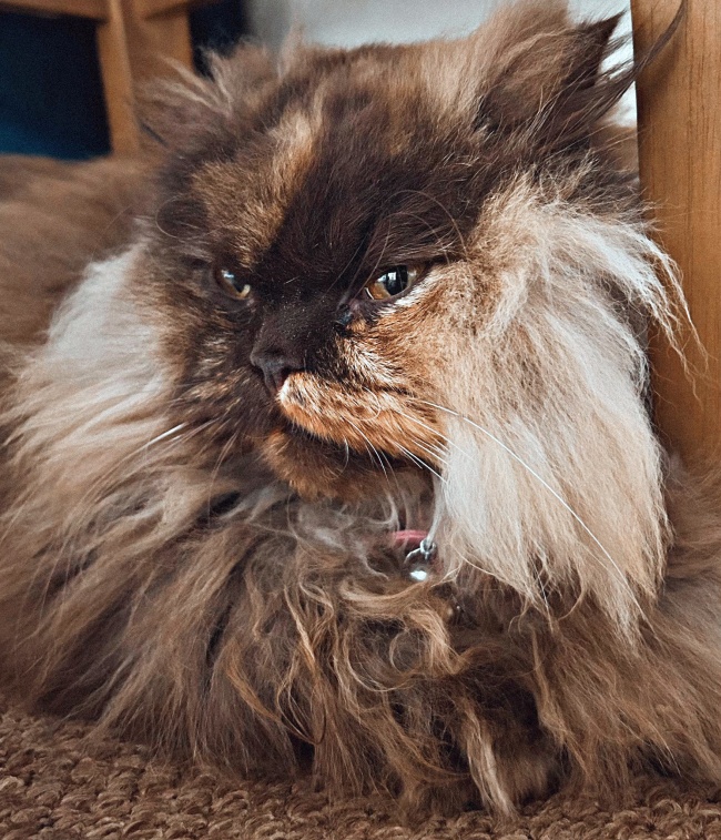 Maddie is feeling like the cat's whiskers after settling into her new home. She's even befriended the family rabbits, one of whom likes to chase her around the sofa! 

We've got our fingers crossed for some videos of them playing together, so keep your eyes peeled for updates  👀