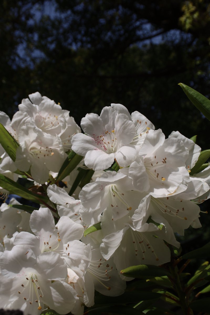 Rhododendron 😁 #Photography #Flowers