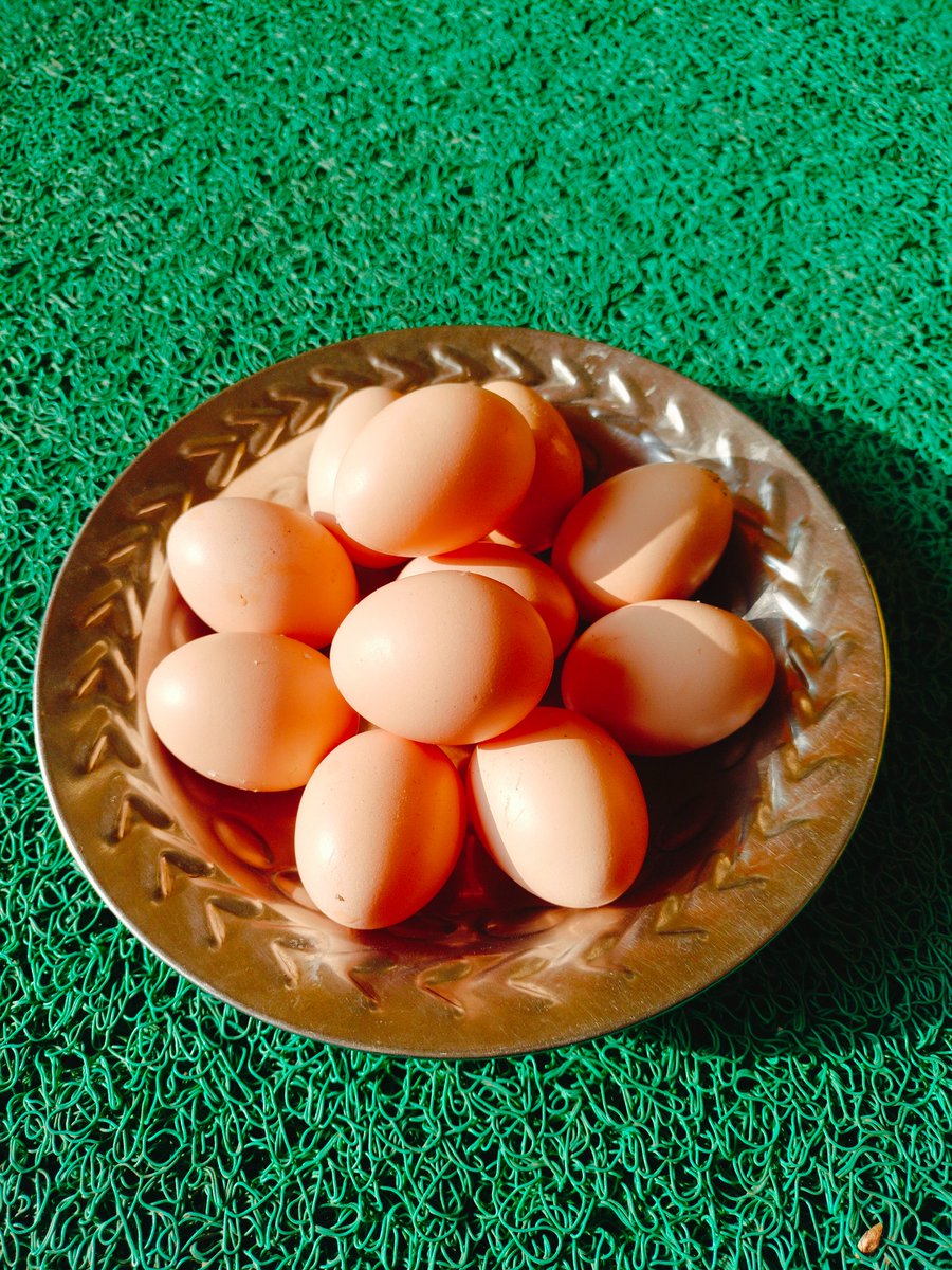 tejcuisine's tweet photo. Farm Fresh Organic Eggs

#farmfresheggs #organic #protienrich #pethen #food https://t.co/hwbzTX6Ylq via @YouTube https://t.co/BlKEh0UpzE