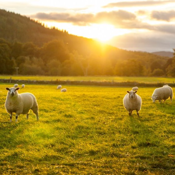 Last month the @scotgov published the Land Reform Bill 📜 In the most recent TFC blog, Bob shares how some of the measures proposed in the bill will impact on agricultural holdings legislation and landlord/tenant transactions. bit.ly/TFC-LRB #TFC #LandReform