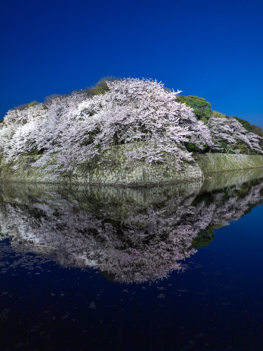 夜桜の反転世界。滋賀彦根城