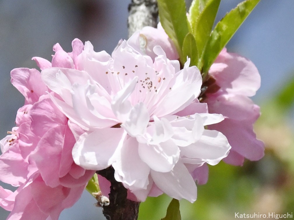 #花桃

花桃の花言葉は
『気立ての良さ』
『天下無敵』

近隣のお庭にて