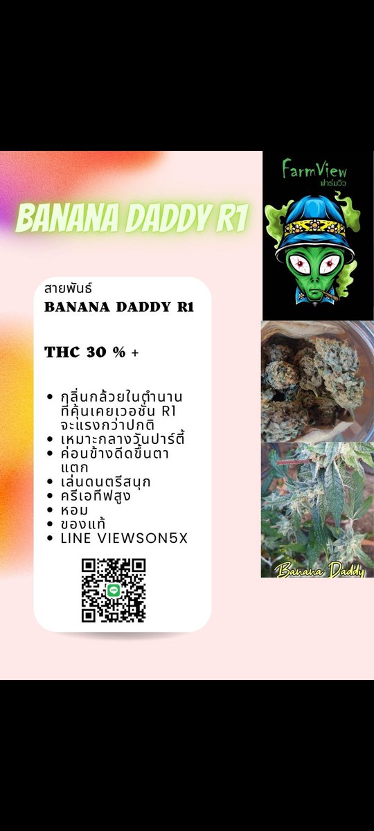 viewkim's tweet image. 30 กรัม 1500 พันลำตัว 50 ทักมาเลยครับงานปลูกเองส่งฟรีทั่วไทย
#กัญชา #กัญชากทม #สงกรานต์2567 #คนไทยคนแรกที่ทําถึง #ข้าวสาร #Iran #สีลม #LESSERAFIMatCOACHELLA #AlwaysHereTaeyong #ICONSIAMSongkran #ICONSIAMSongkranxBUS