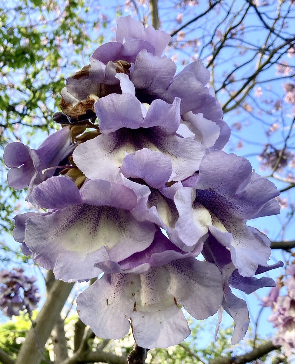 Kudos to @wazzo_m for capturing the beauty of a foxglove tree in full bloom. Nature's own belltower! 🌸 🔔