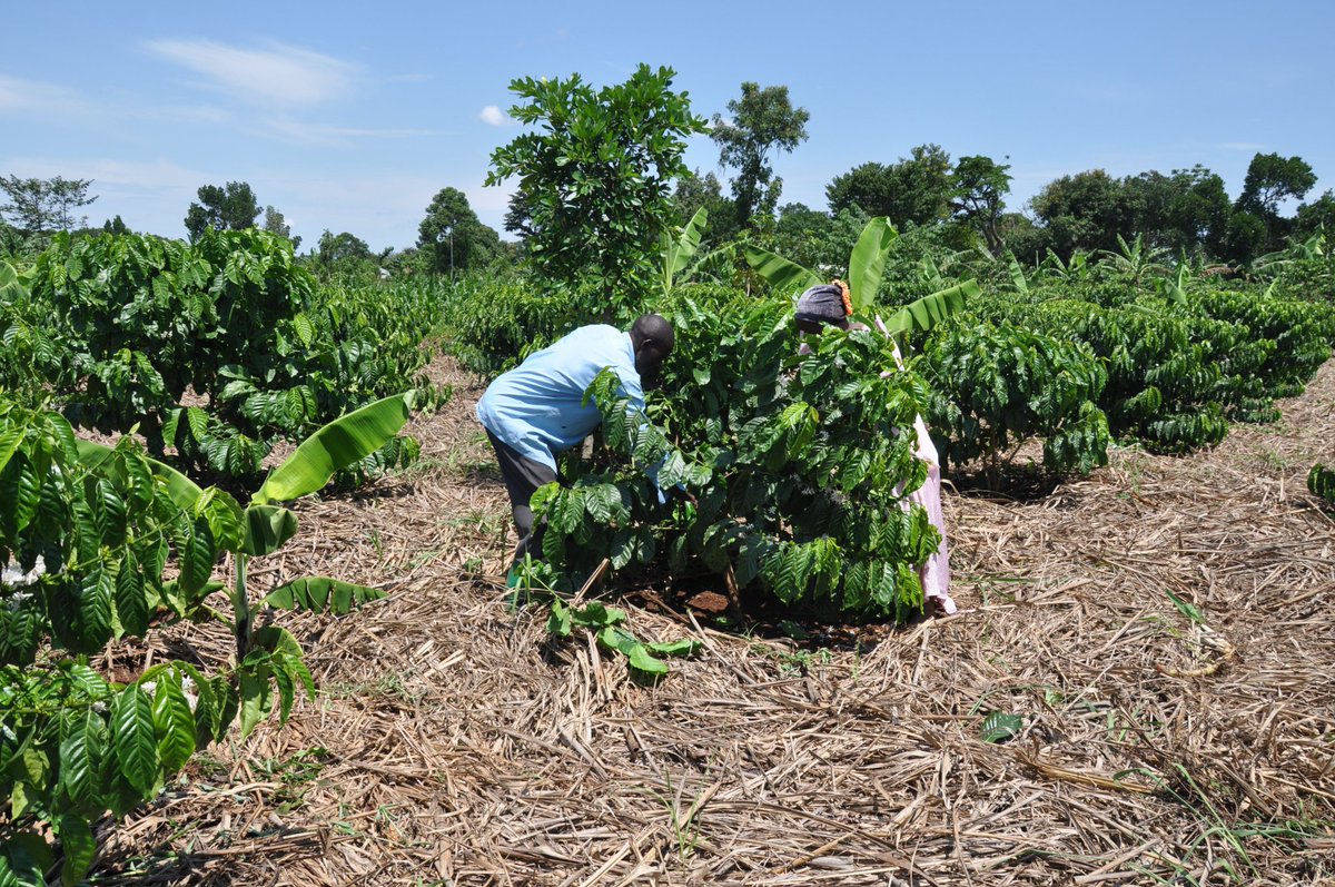 Nkunda Ricky tweet media