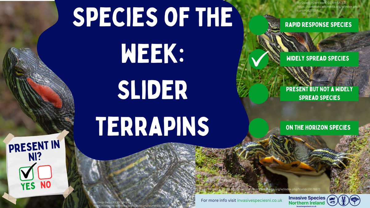 Our #speciesoftheweek are the slider terrapins (red-eared, yellow-bellied and Cumberland sliders). 

These terrapins are present in NI and are one of our Widely Spread Species.

Follow along to learn about their impacts, how to ID them, and what you can do to help #stopthespread.