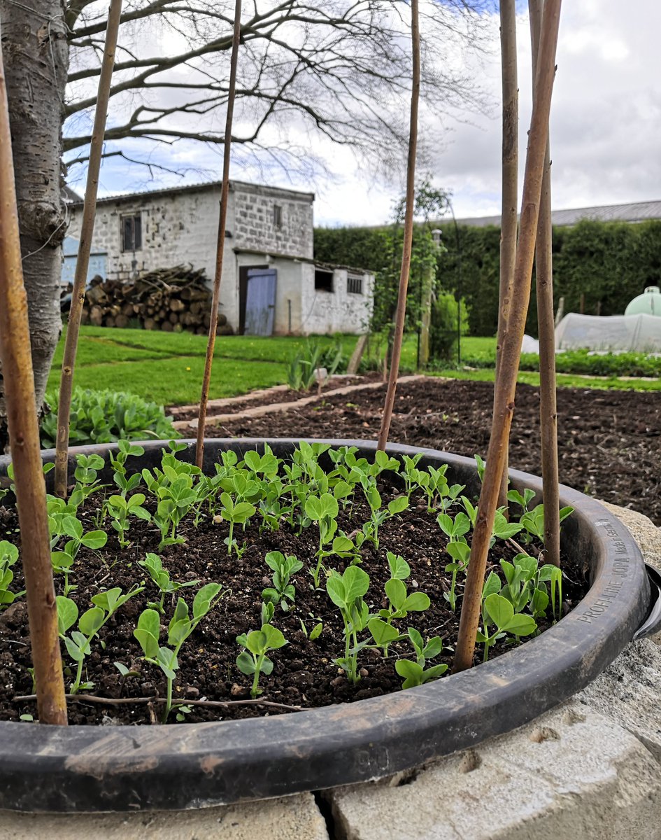 Die 'Kleine Rheinländerin' schaut motiviert aus dem Mörtelwannen-Beet und wünscht euch einen guten Start in die neue Woche! 🌱