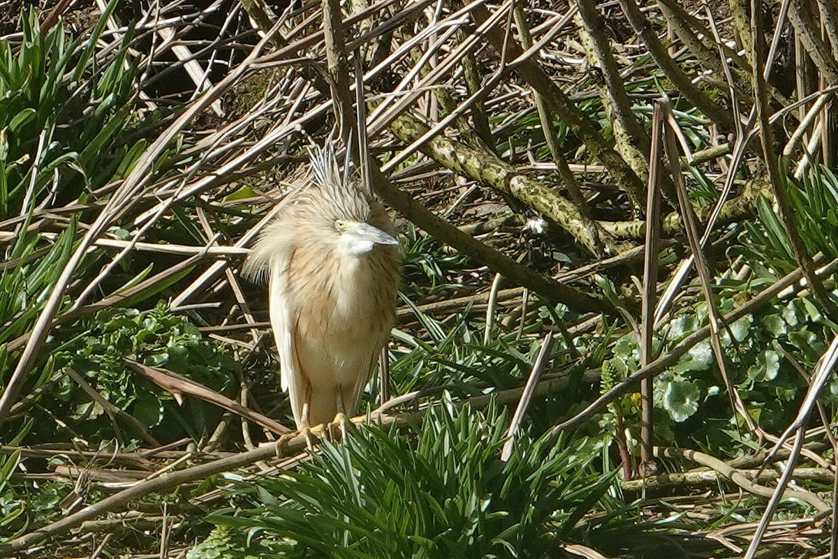 A westerly wind gusting at up to 50 knots has encouraged the Squacco Heron into the relatively sheltered Crab Bay Puffin colony. It is still wild enough to give it a plume comb over. @BirdGuides