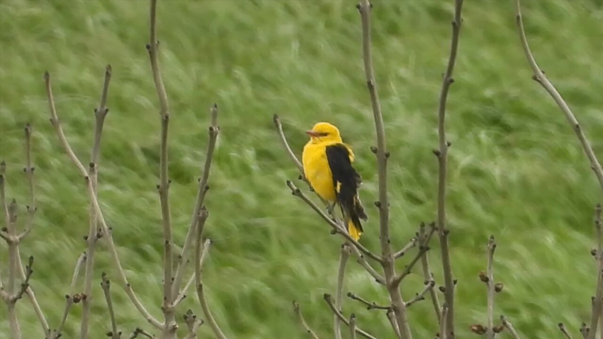 SMLBirder's tweet photo. Yesterday’s discovery of a stunning male Golden Oriole at the seaward end of South Milton Ley brings the confirmed bird species list for the reserve up to 216. Not bad for a small 16 ha reedbed! Image: @birds_sophie https://t.co/sXcrFHZ2TE