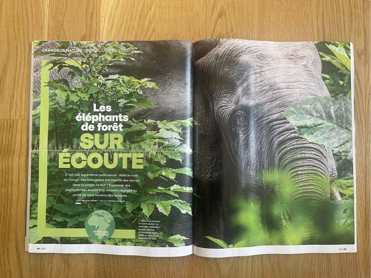 🌳🐘 Forest Elephants Under Surveillance. Check it out in GEO 👂🏾! 📰👀 This GEO feature on forest elephants, with Thomas Nicolon and Mélanie Gouby 📰👀, highlights our project led by biologists in northern Congo. The Elephant Listening Project (ELP) at Nouabalé-Ndoki.