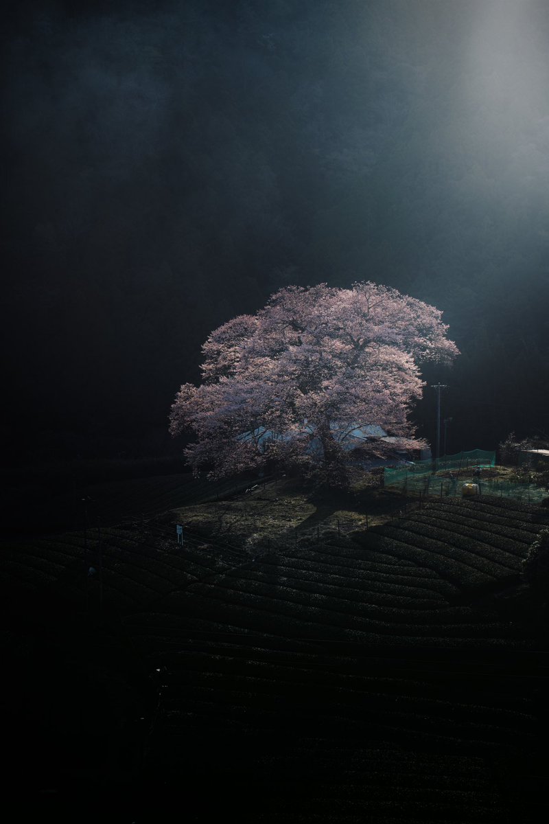 山間の茶畑にそびえる一本桜