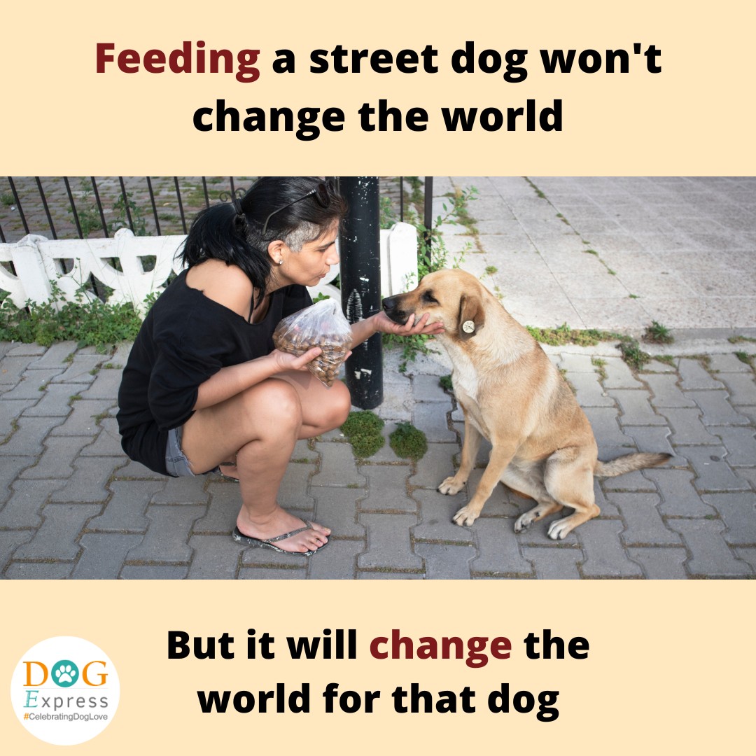 Give life to someone who is fighting to live. 🙏 #Dogexpress #Celebratingdoglove #Doglovers #Dogowners #lovemydog #doglove #doglife🐾 #dogfeeding #dogfeeders #streetdogs #feedstraydogs🐾 #petstagram #dogstagram #dogsofinstagram