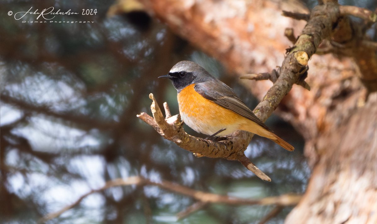 Great to see the Common Redstarts back, such a beautiful bird 13/04/2024 @BTO_Suffolk @OlympusUK @OMSYSTEMcameras @SuffolkBirdGrp