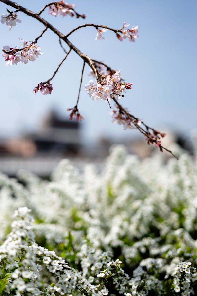 枝垂れ桜🌸とユキヤナギ

#leica #leicam11p #leicaphotography #StreetPhotograhy #streetphotographer #snapshot #枝垂れ桜 #ユキヤナギ #スナップ写真 #キリトリセカイ #レンジファインダーで見た私の世界 #ライカの世界