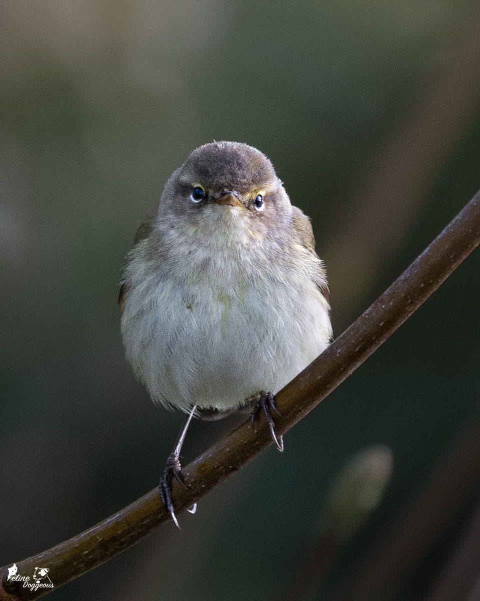 Everyone needs a cute little Chiffchaff in their lives so here’s my daily duty. 🪶