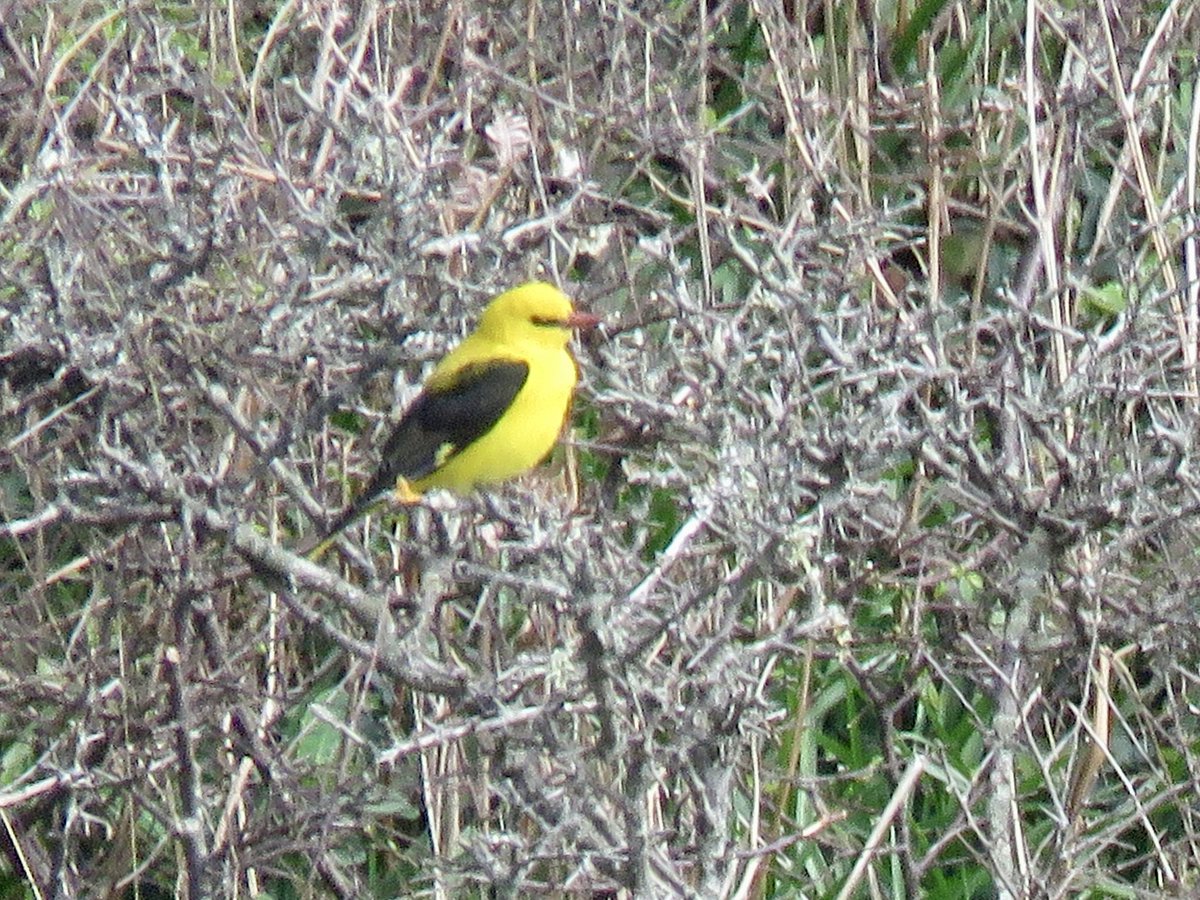 Golden Oriole still present on The Lizard but further south of Church Cove at SW 71744 12297. Viewed from coast path halfway between Bass Pt & Church Cove. @CBWPS1