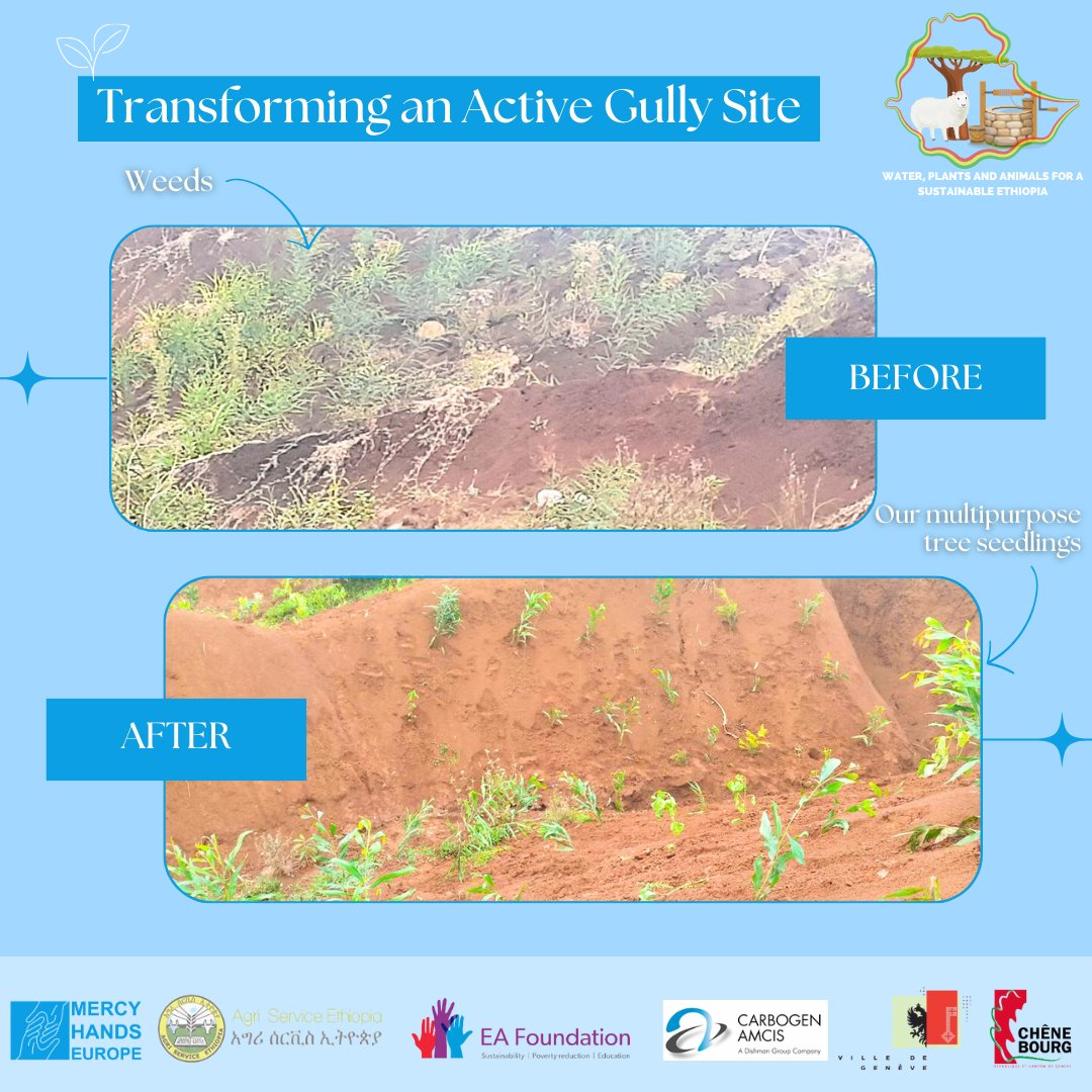 🌿 Witness the remarkable transformation of an active gully site, revitalized through community collaboration! see how strategic planting and local empowerment have turned neglect into pride. 🌱💫 #CommunityRevival #GullyTransformation