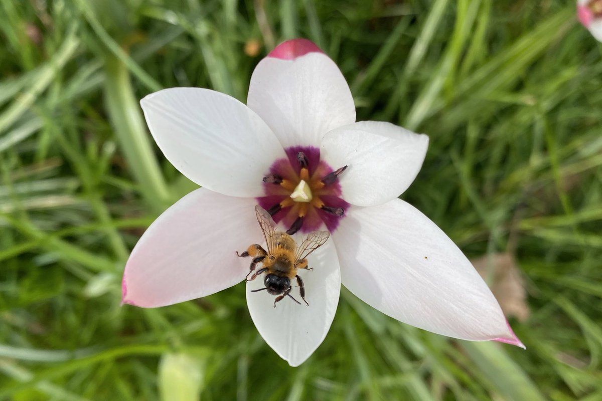 The simple beauty of spring in Alexandra Park, Crosby yesterday. Trees laden with blossom, Angel’s Tears Narcissus, Lady Tulips and an early miner bee inspecting the interior of a tulip.