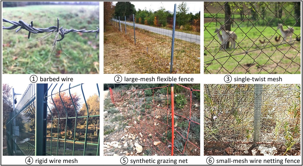 What next? Some practical suggestions for future studies on fence ecology nsojournals.onlinelibrary.wiley.com/doi/10.1002/wl… #fencing #monitoring #animal_behaviour #wildlife @NordicOikos @WileyEcolEvol