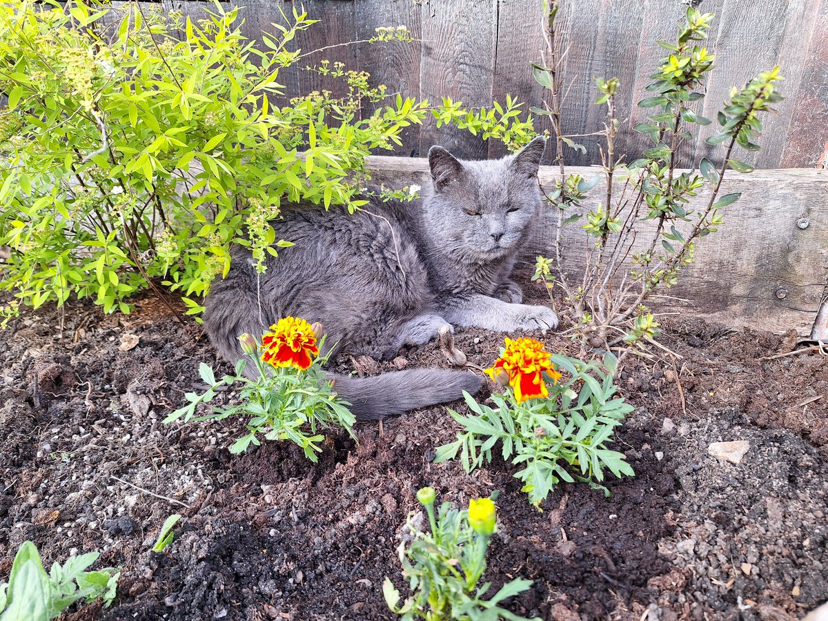 These new flowers are encroaching on my personal space. It's as though the staff don't know who the real star of the garden is??! 🐾😻 #CatsOfTwitter #CatsOfX #MondayMorning