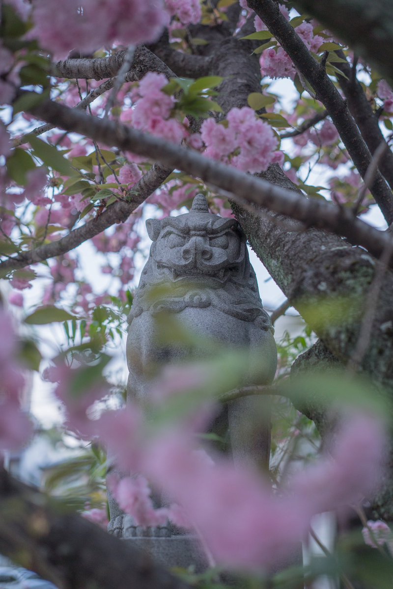 Kyoto Photo
#京都府 #知恩院 #円山公園 #妙心寺
#菅大臣神社 #ポートレート
#東京カメラ部 #福岡カメラ部 
#tokyocameraclub
#fukuoka_cameraclub
#ファインダー越しの私の世界
#被写体募集中 #額装のない写真展
#a7R3 #sony #キリトリセカイ
#カメラ好きな人と繋がりたい