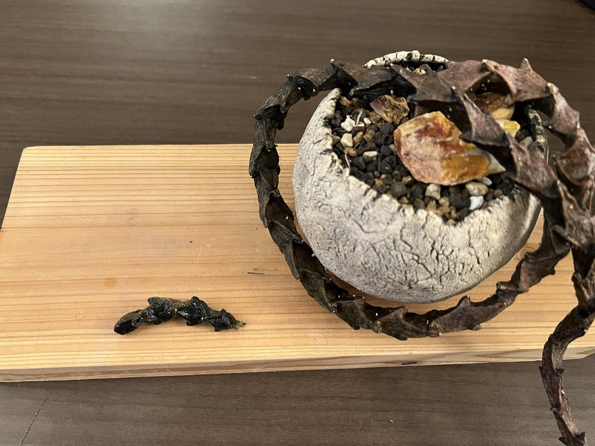 boolean_iwata's tweet image. セロペギア・ボッセリの枝？がポキっと折れた
発根したら誰かあげるわ