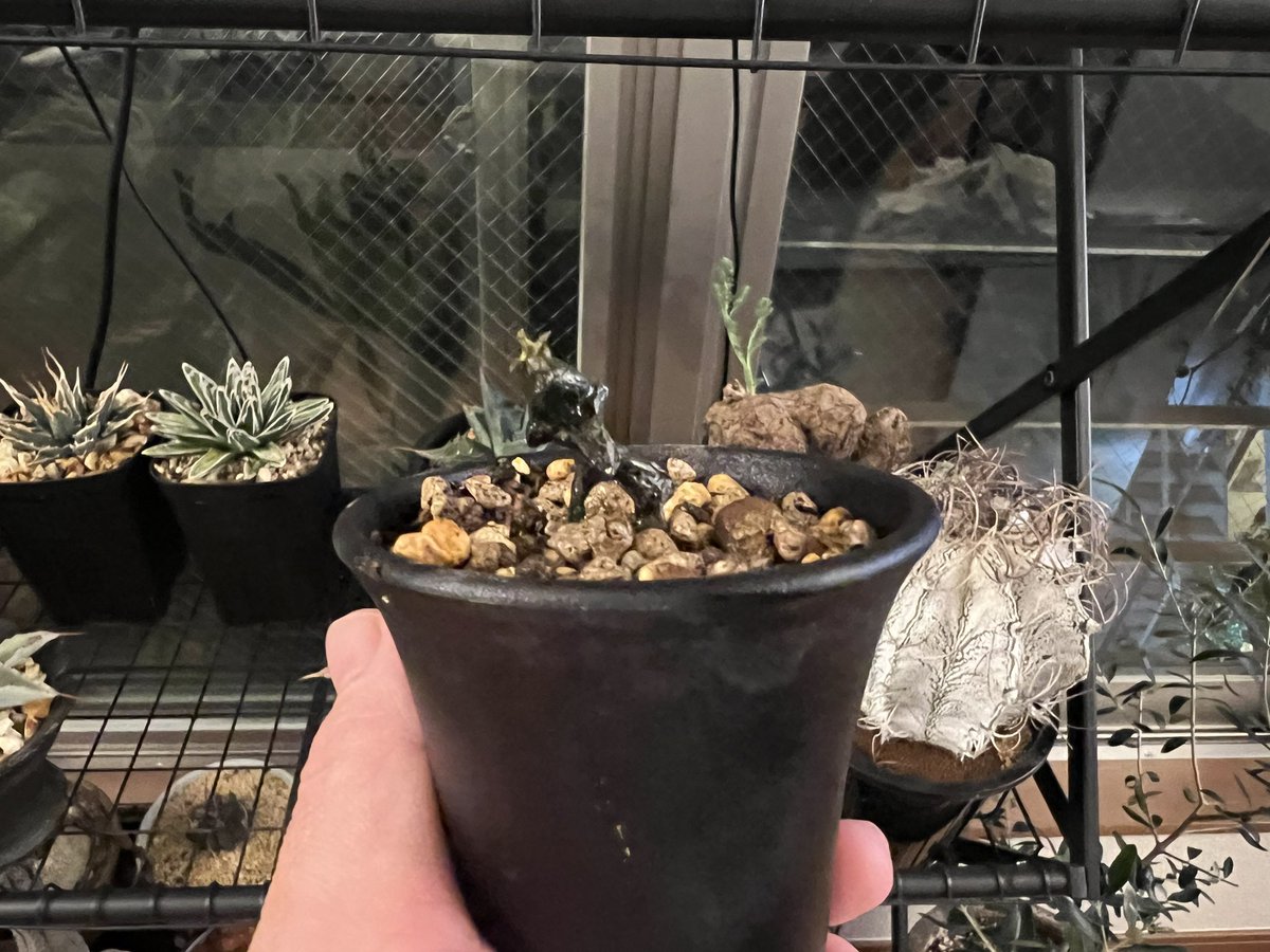 boolean_iwata's tweet image. セロペギア・ボッセリの枝？がポキっと折れた
発根したら誰かあげるわ