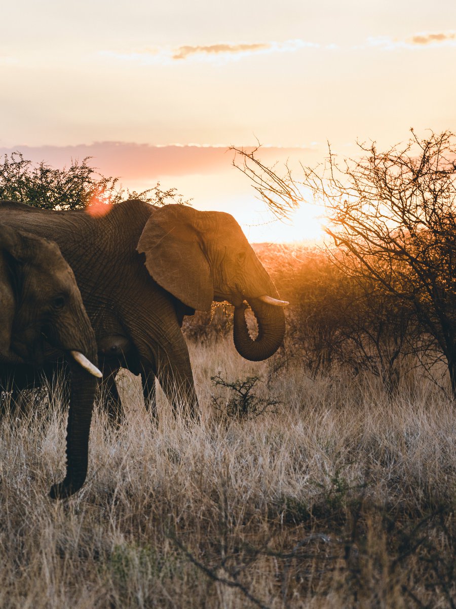 Erindi Game Reserve tweet media
