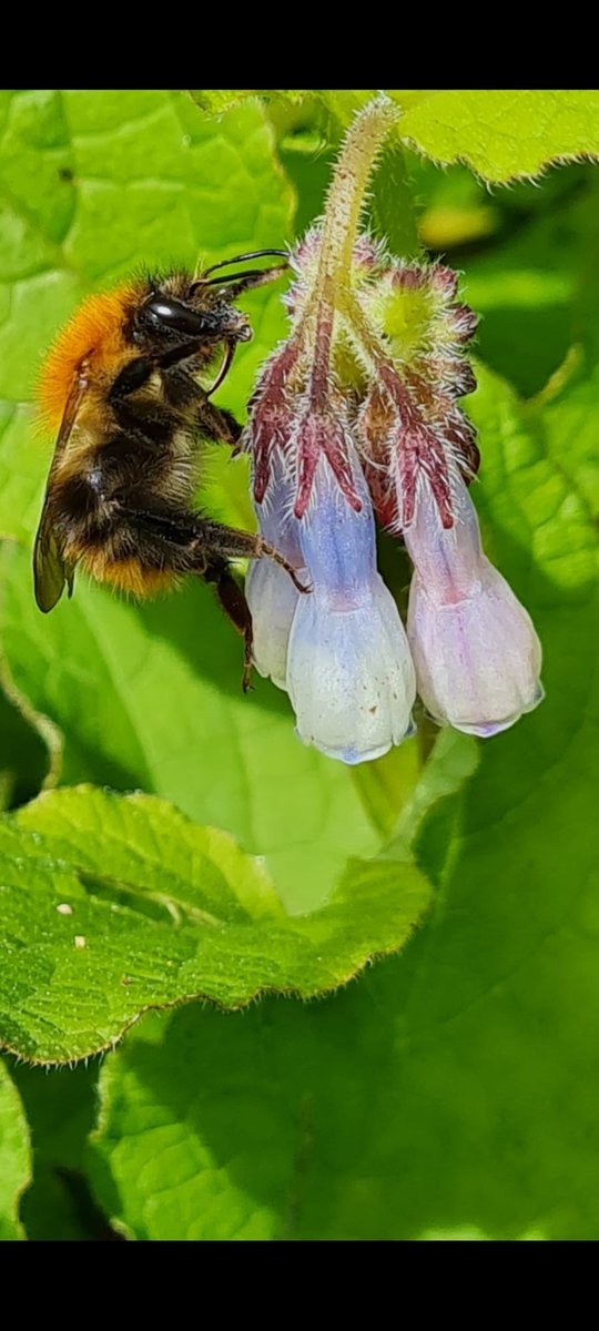 A Female Tawny Mining Bee seen enjoying the early season flowers