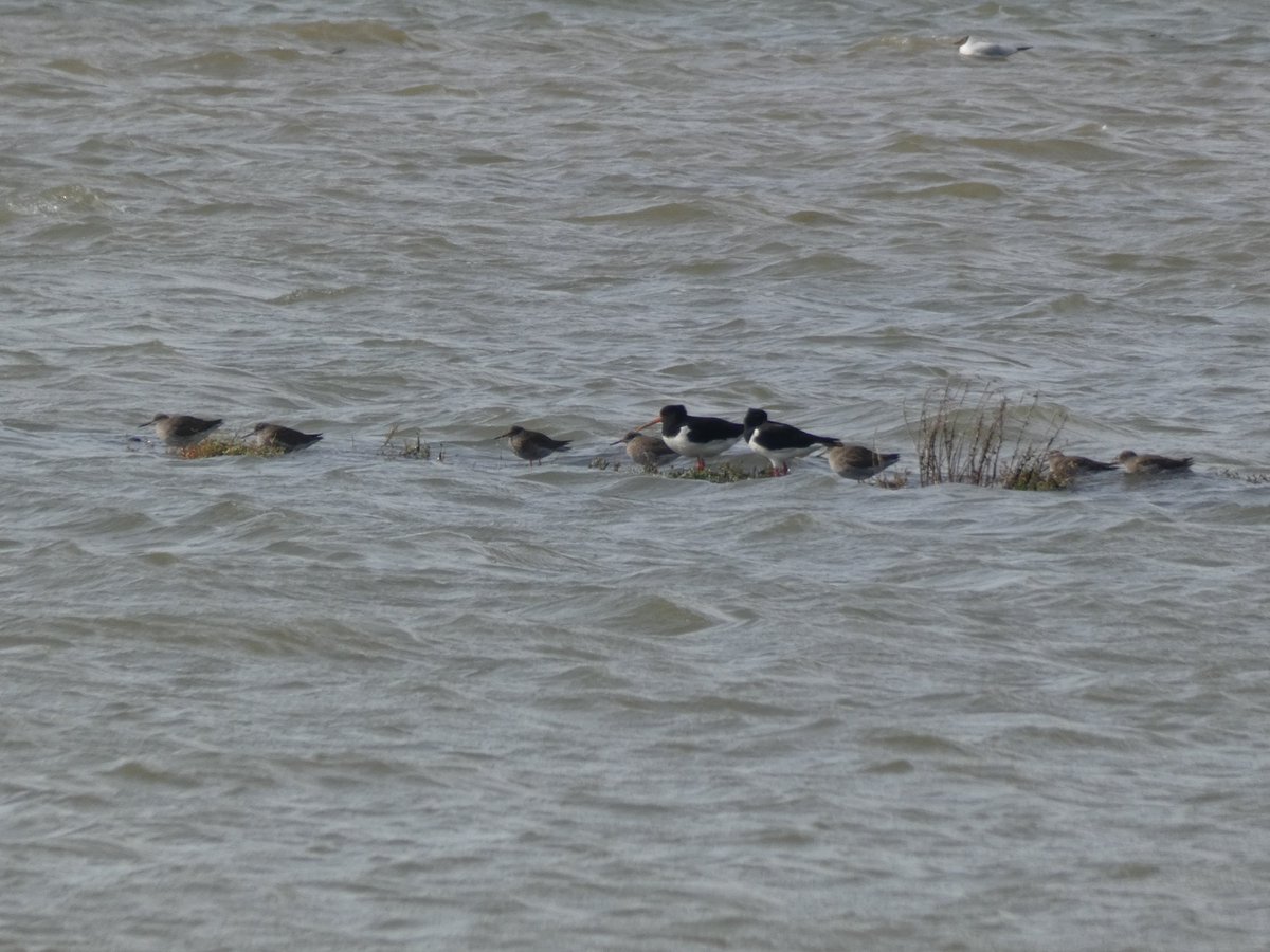 #HappyMonday everyone
With stormy weather today here's some pics from last week 
Black Tailed Godwits in smart summer plumage around but the high tides meant limited space for roosting Oystercatchers and Redshank
A few Brents still around too and plenty of gulls
#birdwise