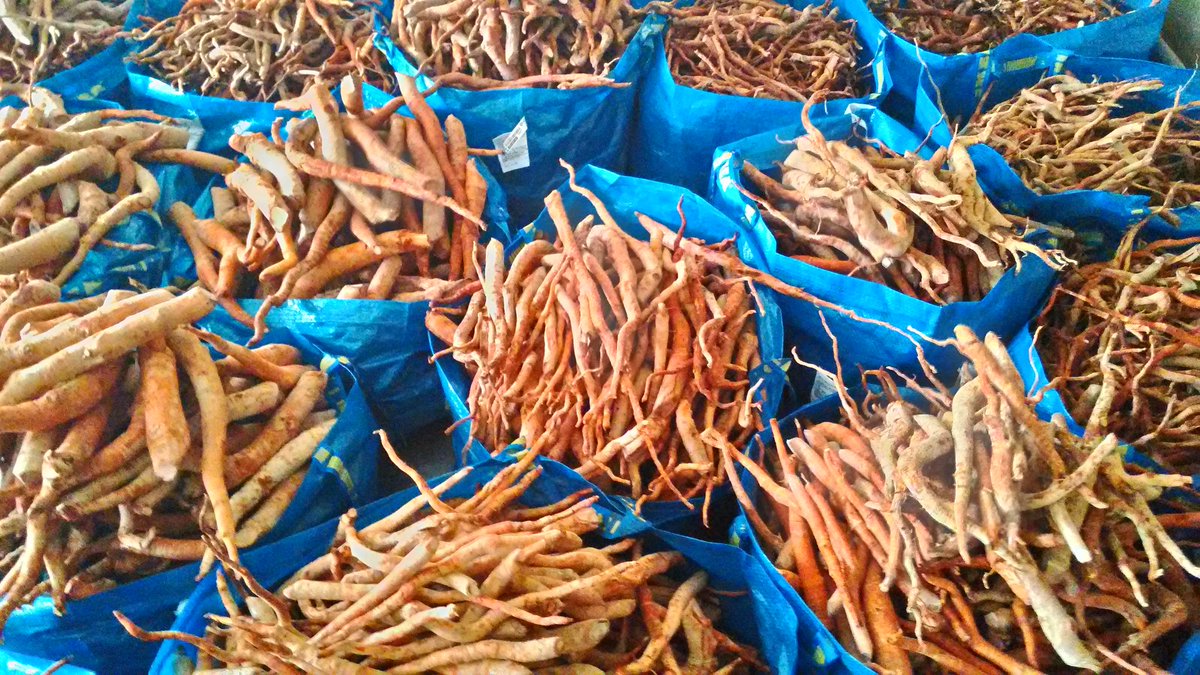 Red Tongkat Ali
