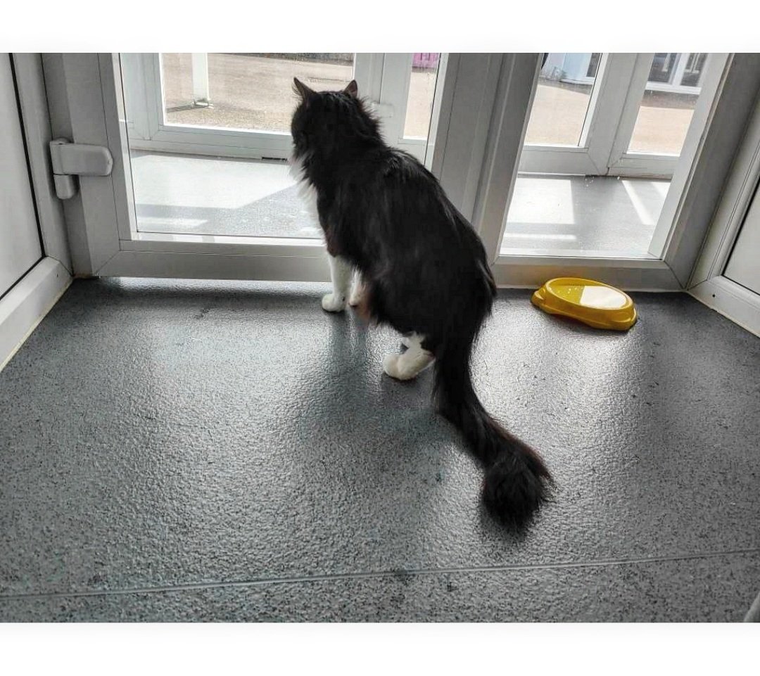 As you can see... Bowie is waiting very patiently for someone to notice him! 🥺

To keep Bowie's stress levels at a minimum he's looking to fly solo and be the only pet in an adult only #fureverhome 🫶🏻

Find out more 👇🏻
cats.org.uk/findacatform/?…