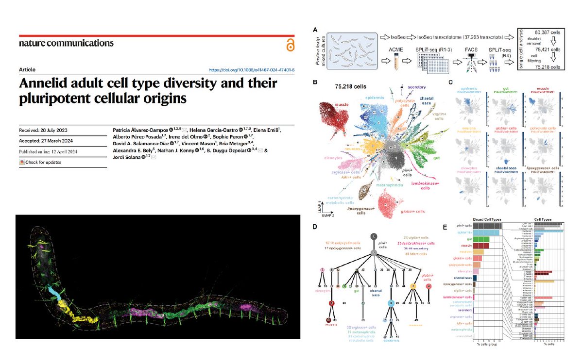 Jordi Solana (@solana_jordi) on Twitter photo Happy and proud to present the peer reviewed version of our Pristina Cell Atlas paper, out now in Nature Communications <a href="/NatureComms/">Nature Communications</a> !
We study annelid stem cells, differentiated cells, and how the former give rise to the latter.
nature.com/articles/s4146…
👇1 /🧵 Happy and proud to present the peer reviewed version of our Pristina Cell Atlas paper, out now in Nature Communications <a href="/NatureComms/">Nature Communications</a> !
We study annelid stem cells, differentiated cells, and how the former give rise to the latter.
nature.com/articles/s4146…
👇1 /🧵