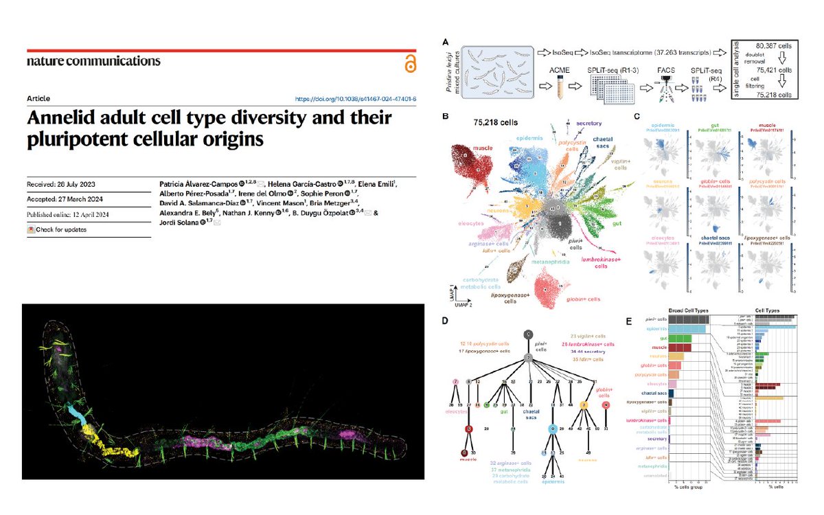 Happy and proud to present the peer reviewed version of our Pristina Cell Atlas paper, out now in Nature Communications @NatureComms ! We study annelid stem cells, differentiated cells, and how the former give rise to the latter. nature.com/articles/s4146… 👇1 /🧵