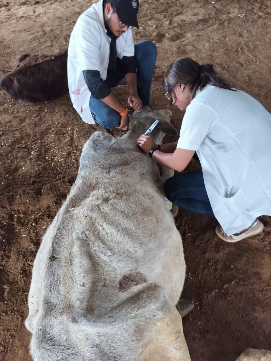 MJFCVAS's tweet photo. Free animal treatment done at Surbhi gaushala chomu https://t.co/4Q0nJ9gGPt