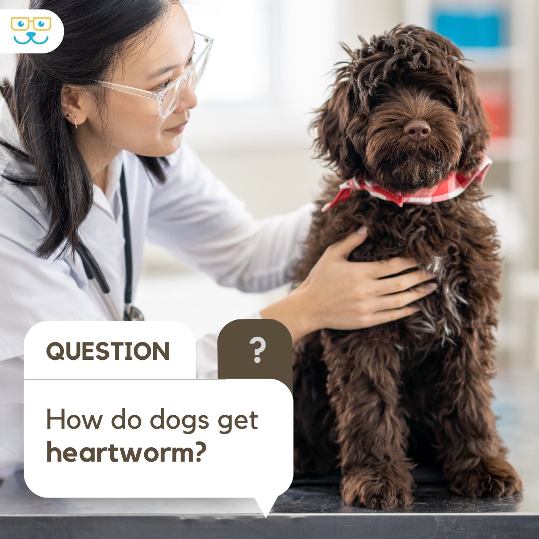 Dogs get heartworm through the ultimate wingmen: mosquitoes! 🦟 Keep your pup protected with regular preventatives and contact us for expert advice on heartworm prevention. #heartwormprevention #doghealth #petcare