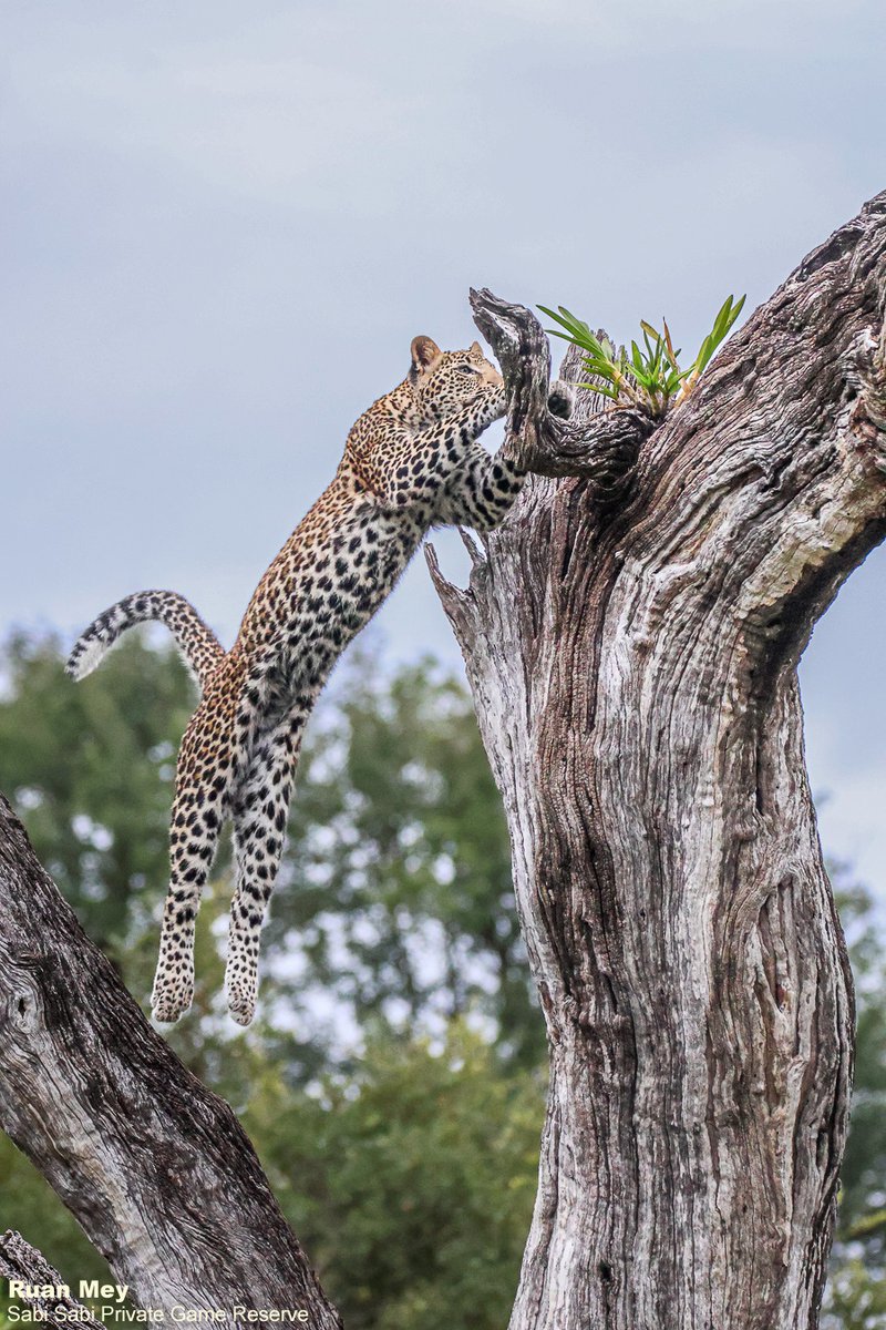 SabiSabiReserve's tweet image. As we were driving around looking for any signs of leopard, we heard Guineafowl alarm call. We found Ntsumi's daughters playing, chasing each other up and down a dead tree, creating the perfect sighting. #leopard #safari #wild