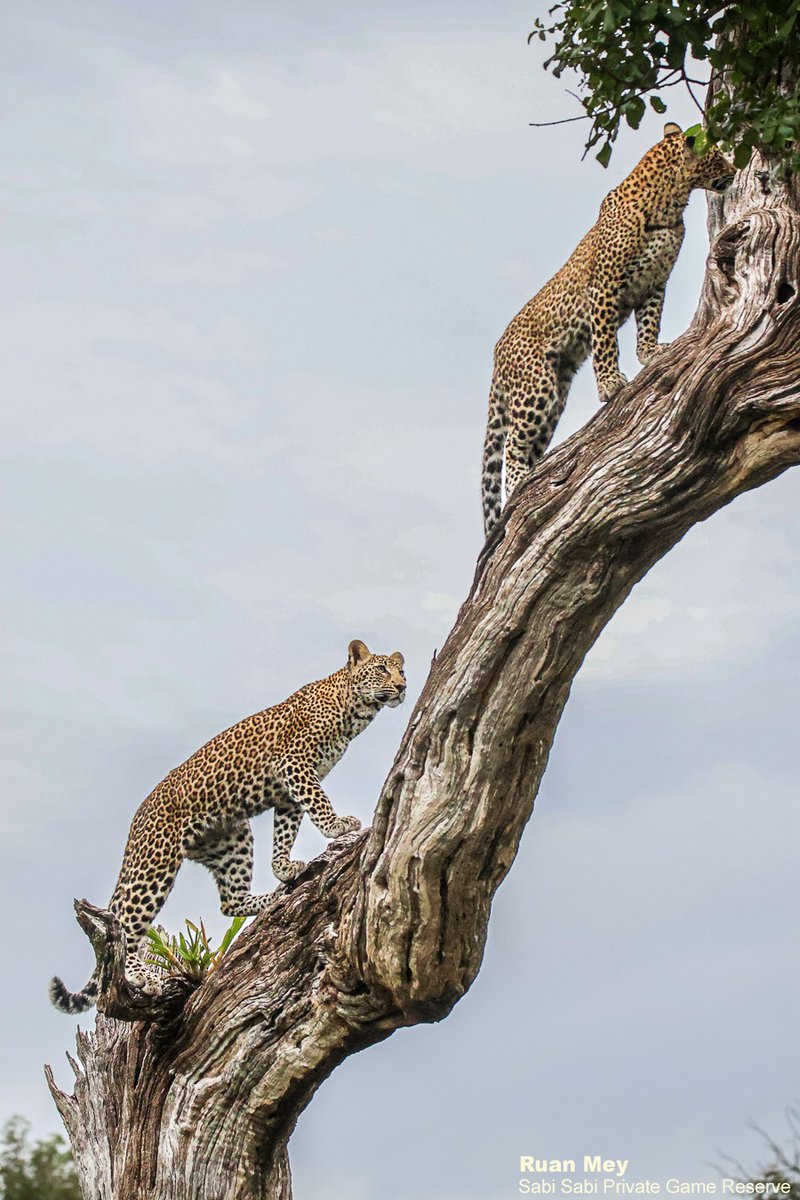 SabiSabiReserve's tweet image. As we were driving around looking for any signs of leopard, we heard Guineafowl alarm call. We found Ntsumi's daughters playing, chasing each other up and down a dead tree, creating the perfect sighting. #leopard #safari #wild